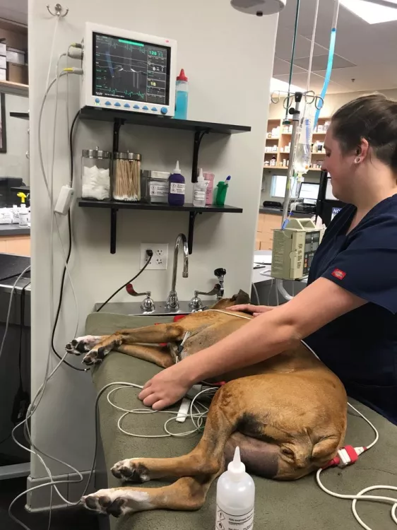 Advanced Veterinary Care of San Elijo, California, San Marcos